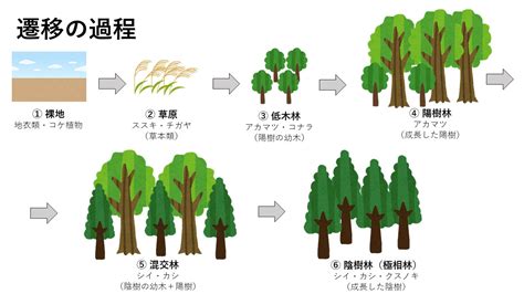 一次遷移|植生の遷移と遷移の過程